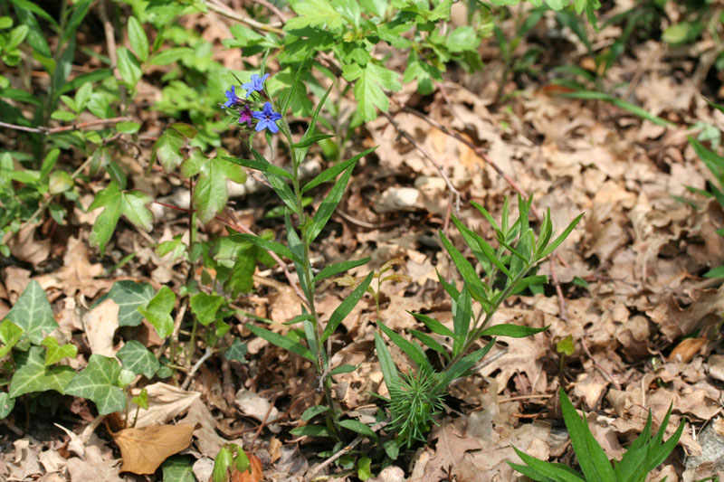 Aegonychon purpurocaeruleum (=Buglossoides purpurocaerulea) / Erba perla azzurra